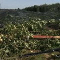 "Srpski dani osiguranja" - poljoprivrednici i dalje teško posežu za polisom