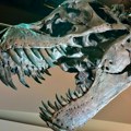 Šok otkriće u fosilu tiranosaurusa! Naučnike zabezeknuo poslednji obrok predatora nisu verovali šta su izneli na površinu…