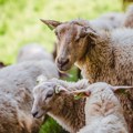 Srbija jedina zemlja u regionu koja je povećala proizvodnju mesa ovaca i koza
