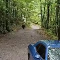 Čuli su šuškanje, a onda se pojavila jeziva silueta na haubi Šumska zver pokušala da upadne u auto, a reakcija žene zapalila…