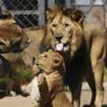 Četiri mladunčeta retke vrste berberskog lava došla na svet u zoo vrtu u Češkoj - u divljini su istrebljeni