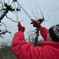 Воћари "ухваћени" на делу! Редовна резидба је важна за успешан принос, ово су правила која морате знати (фото)