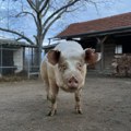 ČETIRI DANA ZAROBLJEN U AUTOMOBILU BEZ VODE I HRANE! Prase iz Niša dobilo drugu šansu – danas je miljenik Zoo Kutka