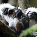 Ukradene dve bebe carskih tamarina iz francuskog zoološkog vrta, bez majke im je ugrožen život