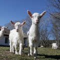 Novi Pazar sprovodi preventivne mere zbog opasnosti od boginja ovaca i koza