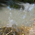 Još jedan eko zločin u Veternici: Ko ispušta hemikalije u reku?