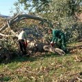 U oluji oboreno ili polomljeno 2.062 stabla, radnici i dalje otklanjaju posledice