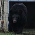 Škotski zoo udomio mrkog medveda koji je preživeo rat u Ukrajini