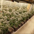 Strašno: Otkrivena laboratorija marihuane na području Prijedora, pored biljaka pronađena i oprema za uzgoj (video)