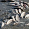 Strujom pobili ribe u Vršačkom jezeru: Podneta prijava protiv NN lica