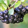 Čudotvorno voće: Jača imunitet, smanjuje holesterol i stimuliše rad štitne žlezde