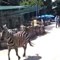 Prvi snimak drame u Beo ZOO vrtu! Zebra provalila vrata i trči pored ljudi, povređeno i dete (2)