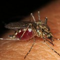Komarci zaraženi vrusom Zapadnog Nila Opasni insekti uhvaćeni u ove tri beogradske opštine