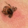 Ekipe "Čistoće" danas organizuju veliku jesenju akciju suzbijanja krpelja