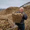 Seljaci u Nemačkoj uništavaju tone krompira: "Srce mi se cepa, ovo je ponor"
