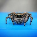 U jednoj kući u Belgiji pronađeno 150 tarantula, među njima i najotrovniji pauk na svetu