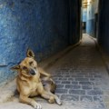 Brutalno masakriranje miliona pasa Žele da gradovi izgledaju lepo za Mundijal: Pucaju na njih iz automobila, truju ih i žive…