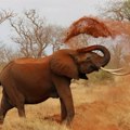Slon usmrtio turistkinju: Odmor se pretvorio u pravi horor