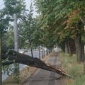 Zelenilo-Beograd: Građani treba da se jave ako su imali štetu u padu grana ili stabala u nevremenu
