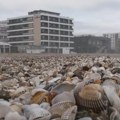 Олуја на комшијској обали оставила шокантан призор: Море избацило хиљаде живуљки, међу њима и инвазивне азијске врсте –…