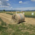 Dani polja strnih žita! Srđan Vidanović (PSSS): Očekuje se bolji rod pšenice. Na ogledu do 7 tona po hektaru, u pirotskoj…