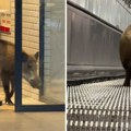 Incident u centru Budimpešte: Divlja svinja zalutala u metro stanicu, napravila haos, a onda...