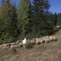 Ko su stočari, čuvari tradicije i života na planinama Polimlja
