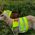 Nesvakidašnji prizor: Koza i ovca sređuju kej kod Grabovačke reke, prihod od sira ide u humanitarne svrhe