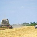 Države regiona sa Italijom na čelu glavni kupci srpske pšenice