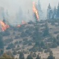 Požar u veterniku: Gori nisko rastinje, vatrogasci na terenu (video)