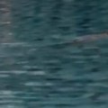 Snimala hotelski bazen, kad je videla šta pliva ka njoj ostala u šoku! "Pobegle smo u sobu i počele da se pakujemo" (video)