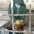 Prijavljena epidemija u našem komšiluku: Virus ptičjeg gripa otkriven na tri farme u Bugarskoj