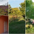 Salaš k'o bombona, a cene ga 62.000 evra: Sve neprskano od voćnjaka do vinograda, a nema čega nema na njemu