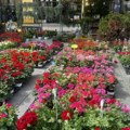 Bogata ponuda na sajmu cveća: Tradicionalna manifestacija u Somboru do 25. aprila