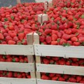 Jagode iz plastenika ranije stižu i bez hemije: Poljoprivrednik iz Trbušana otkriva tajnu uspešne proizvodnje