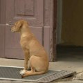 Krivična prijava zbog trovanja pasa na pumpi kod Čačka
