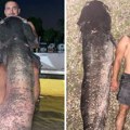 Rečna neman sa ušća Tamiša! Iskusni Miki izvukao čudovište veće od njega samog: "Vukao me je 30 metara!"