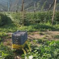Lopovi nova glavobolja za malinare: noćnim dežurstvima i video nadzorom protiv štetočina