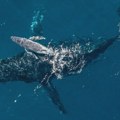 Dron prvi put snimio rođenje grbavog kita: Snimak kakav se viđa jednom u životu