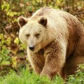 Miran izlet pretvorio se u dramu: Medved napao stranog turistu, ujeo ga za ruku