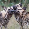 "Epska ljubavna priča": Tri afrička divlja psa prešla više od 4.000 kilometara samo da bi pronašla ženke