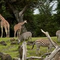 U Indiji naložena istraga o ogromnon privatnom zoološkom vrtu sina multimilijardera
