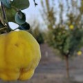 Podbacio rod dunje na severu Banata