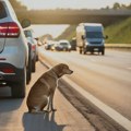 Posle nesreće na auto-putu u Hrvatskoj, pas ostao da čeka pored automobila (FOTO)