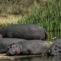 Kolumbija odobrila plan za smanjenje populacije Eskobarovih nilskih konja