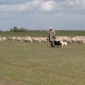 Ovčari iz Banata i Bačke povećali stada?