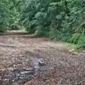 Tužan prizor Presušena reka Bjelica tera suze na oči korito izgleda kao obična šumska staza s ponekom baricom (video)