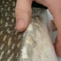 Ulovili ribu, zatim je rasporili Kad su videli šta ima u stomaku, zaledila im se krv u žilama! (video)