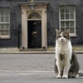 Šefovi vlade dolaze i odlaze, ali on ostaje: Mačak Lari u Dauning stritu u Londonu dočekao svog šestog premijera (foto)