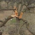 Načelniku PS Blace uništen voćnjak